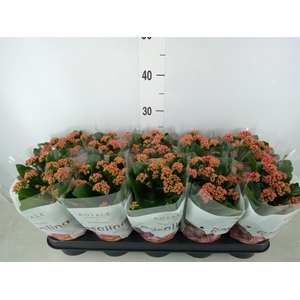 Kalanchoe blos. 'RosDon Victorio'