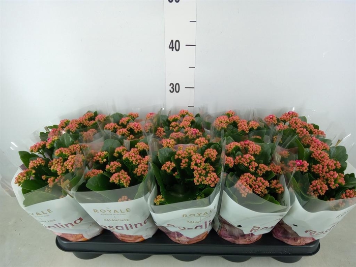 <h4>Kalanchoe blos. 'RosDon Victorio'</h4>