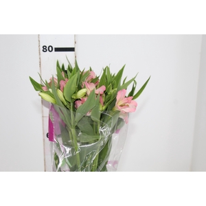ALSTROEMERIA DUBAI 080 CM
