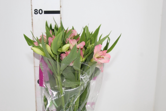 <h4>ALSTROEMERIA DUBAI 080 CM</h4>
