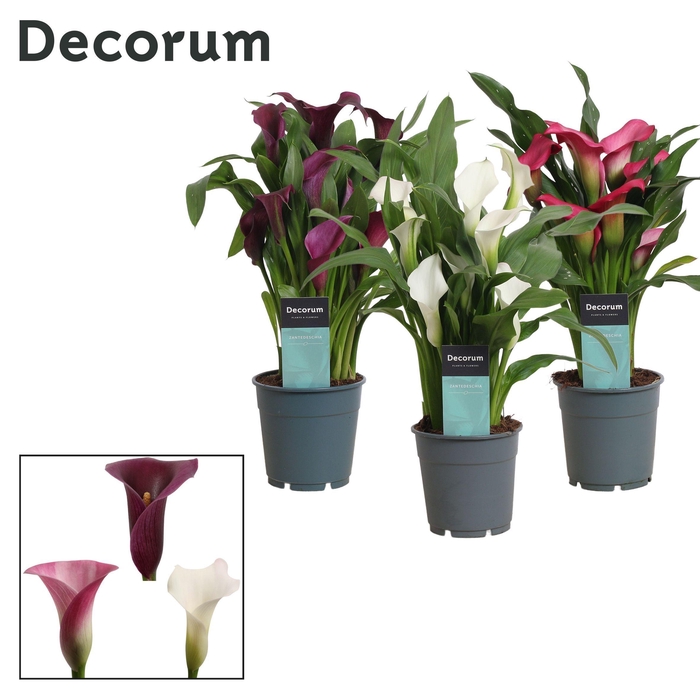 <h4>Zantedeschia (Calla) 'Sweet' Mix (Decorum)</h4>