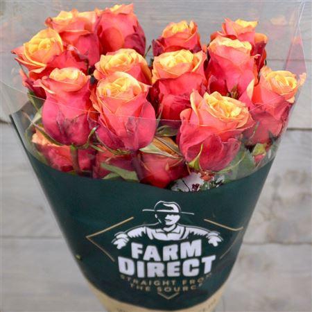 <h4>R Gr Cherry Brandy</h4>