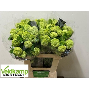 VIBURNUM ROSEUM ST