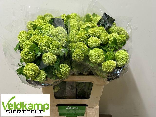 <h4>VIBURNUM ROSEUM ST</h4>