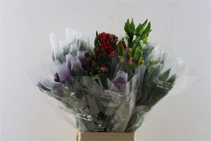 <h4>Alstr Mix In Box</h4>