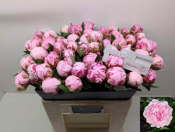 <h4>PAEO L SARA BERNHARD</h4>