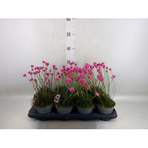 Armeria   ...