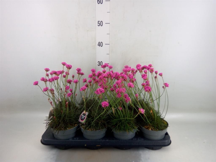 <h4>Armeria   ...</h4>