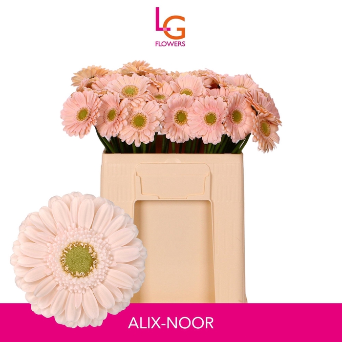 <h4>GE MI ALIX-NOOR</h4>