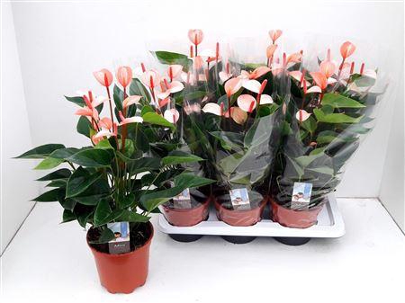 <h4>Anthu Adios Salmon 6-8+++</h4>