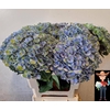 Hydrangea mag revolution