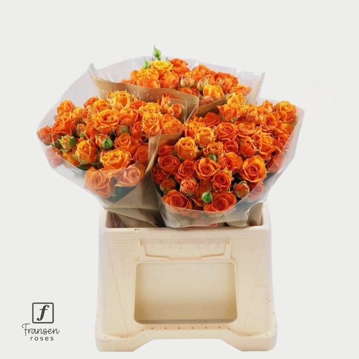 <h4>Rosa spray orange queen</h4>