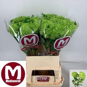 VIBURNUM ROSEUM ST 2 KOP#