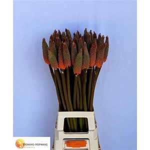 Kniphofia Alcazar