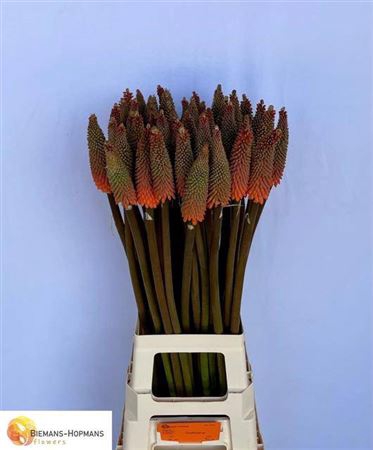 <h4>Kniphofia Alcazar</h4>