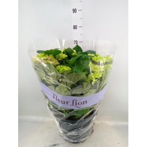 Hydrangea mac. 'Rosita'