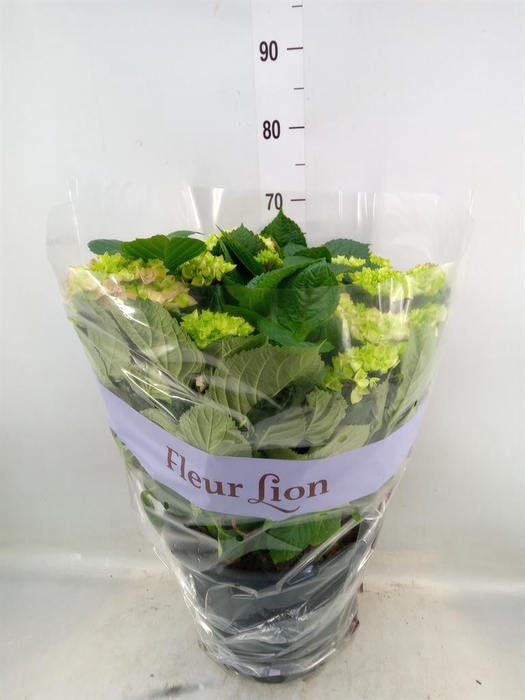 <h4>Hydrangea mac. 'Rosita'</h4>