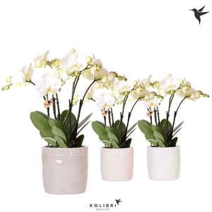 Kolibri Orchids Phalaenopsis Ghent 4spike in Stones pot mix