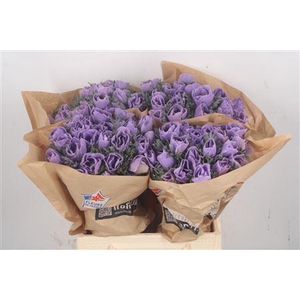 Anemone Powder Lavendel