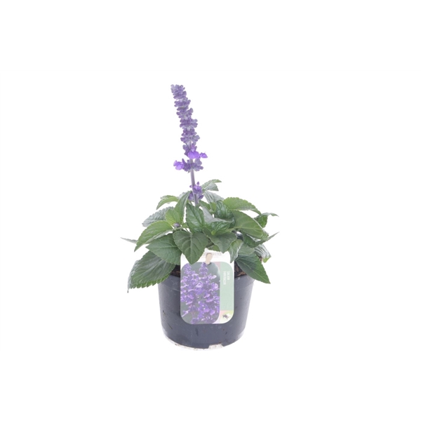 <h4>Salvia farinacea</h4>