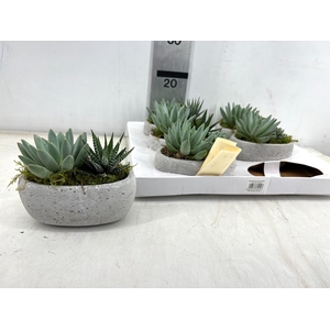 ARR SUCCULENTEN