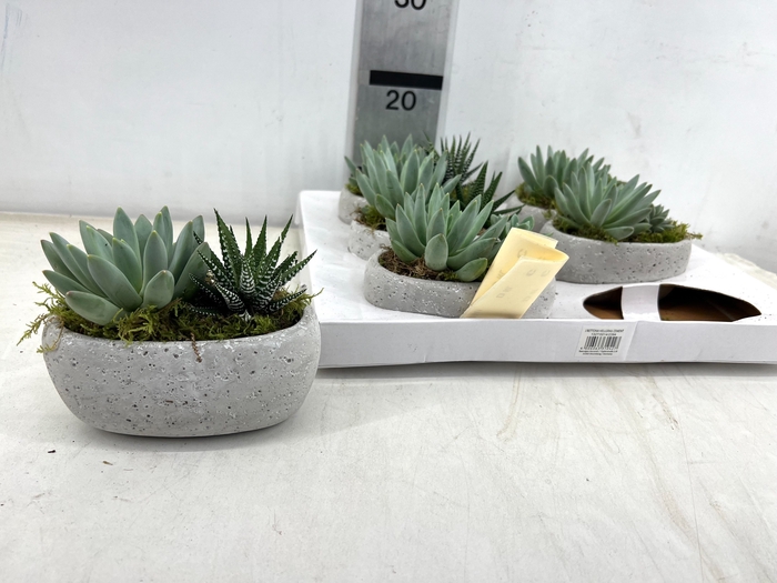 <h4>ARR SUCCULENTEN</h4>