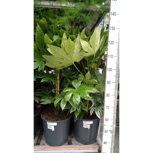 Fatsia japonica 'Variegata'