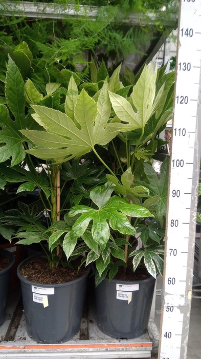 <h4>Fatsia japonica 'Variegata'</h4>