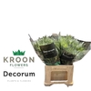 Eryngium Love White Green