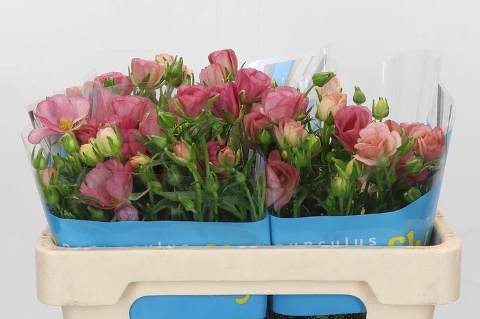 <h4>Ranunculus 'Butterfly Lycia'</h4>