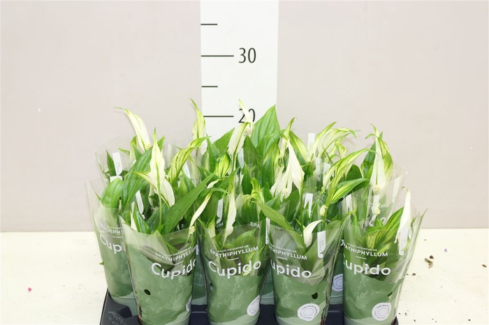 <h4>Spathiphyllum Pearl Cupido</h4>