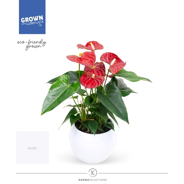 <h4>Mimesis Anthurium KARMA Red - Lisa White</h4>