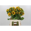 Helianthus Orange Fire