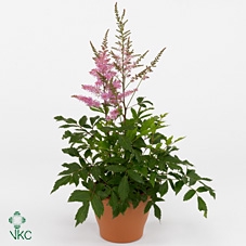 ASTILB YOUNIQ LILAC