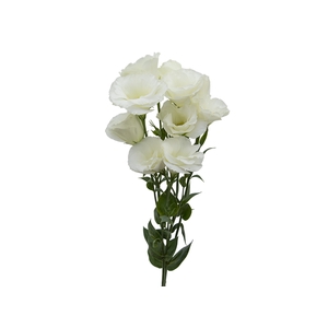 LISIANTHUS MARIACHI WHITE 060 CM MI