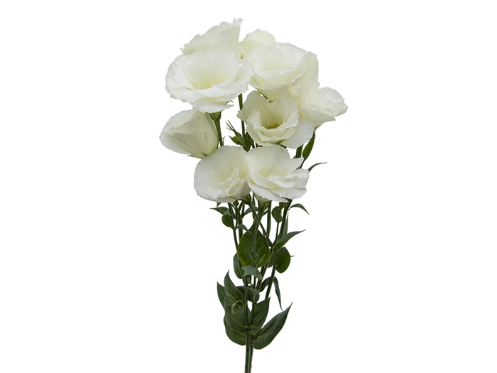 <h4>LISIANTHUS MARIACHI WHITE 060 CM MI</h4>