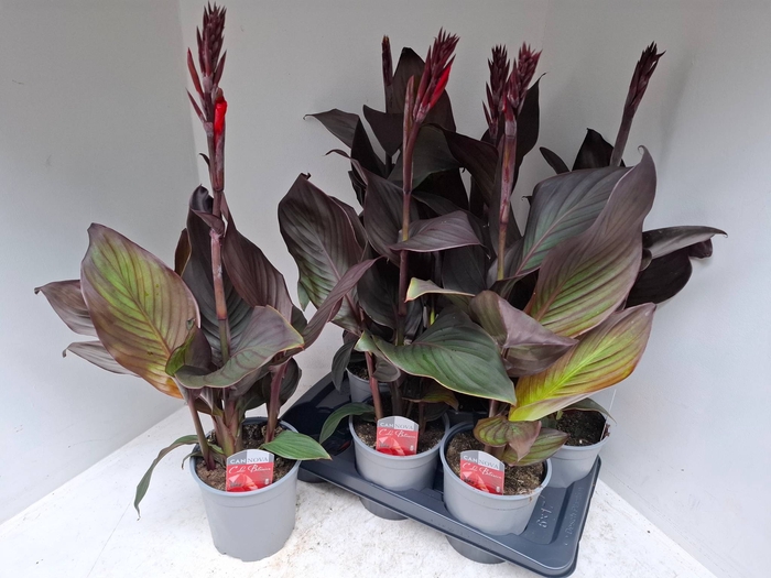 <h4>CANNA CAN BRO SCARLE</h4>
