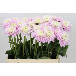 Dahlia Sweet Love