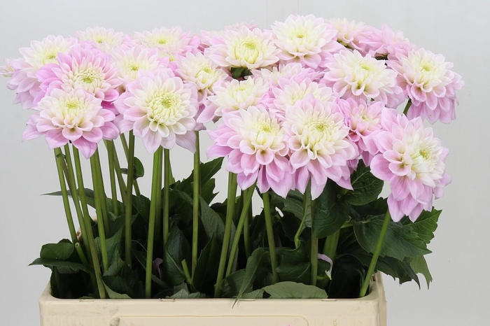 <h4>Dahlia Sweet Love</h4>