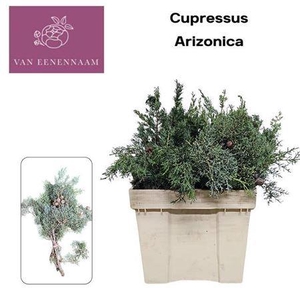 Cupres Arizonica