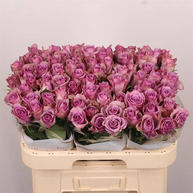 <h4>R GR NIGHTINGALE!</h4>