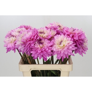 Dahlia Luca Johanna
