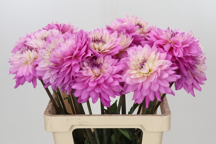 <h4>Dahlia Luca Johanna</h4>