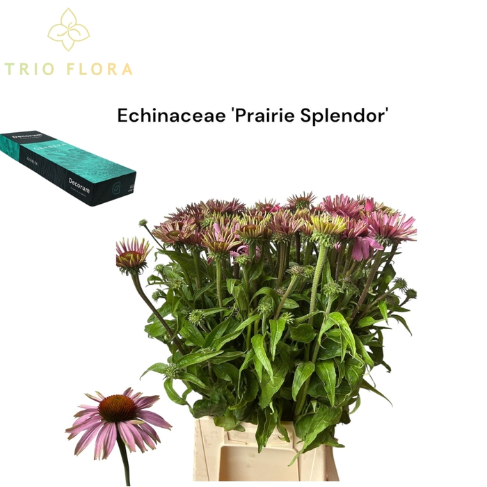 <h4>ECHI PURPUREA Prairie Splendor Small Box 30</h4>