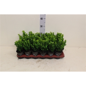 Buxus sempervirens P9 (potgekweekt)