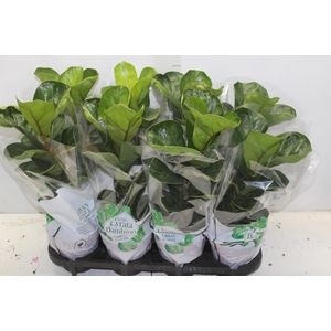 FICUS LYRATA BAMBINO P15 COMPACTO