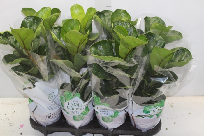 <h4>FICUS LYRATA BAMBINO P15 COMPACTO</h4>