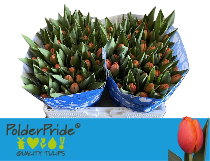 <h4>TU EN TIME OUT</h4>