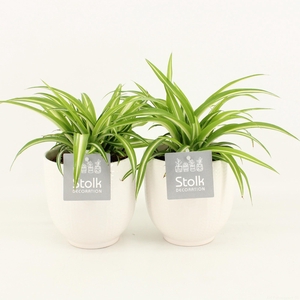 Chlorophytum comosum Variegatum in Liv keramiek