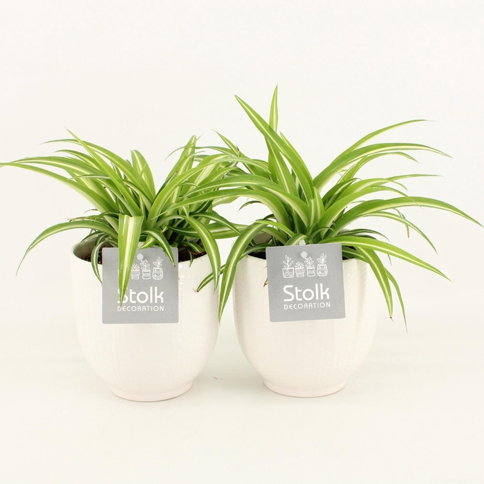 <h4>Chlorophytum comosum Variegatum in Liv keramiek</h4>